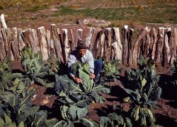 October 1940. Mr. Leatherman, homesteader, tying up cauliflower in his vegetable garden. Rabbit fence made of juniper stakes. Pie Town, New Mexico. View full size. 35mm Kodachrome transparency by Russell Lee.