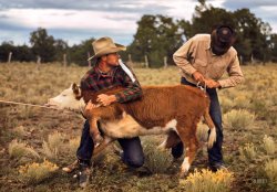 Sept. 1940. Pie Town, New Mexico. "Tying a ribbon on a calf's tail was one of the feature attractions at the Pie Town Fair rodeo." 35mm Kodachrome transparency by Russell Lee for the Resettlement Administration. View full size.