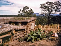 September 1940. Garden and dugout home of Jack Whinery, homesteader at Pie Town, New Mexico. View full size. 4x5 Kodachrome transparency: Russell Lee.