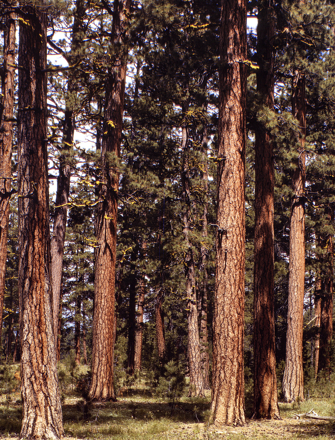 July 1942. "Stand of virgin ponderosa pine, Malheur National Forest, Grant County, Oregon." View full size. 4x5 Kodachrome transparency by Russell Lee.