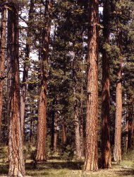 Pinus Ponderosa: 1942