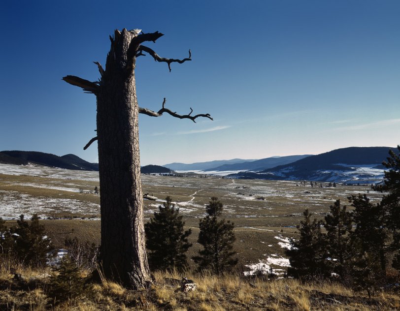 A dead but picturesque pine tree frames this view of Moreno Valley in Colfax County, New Mexico. February 1943. View full size. 4x5 Kodachrome trans- parency: John Collier, Farm Security Administration/Office of War Information.