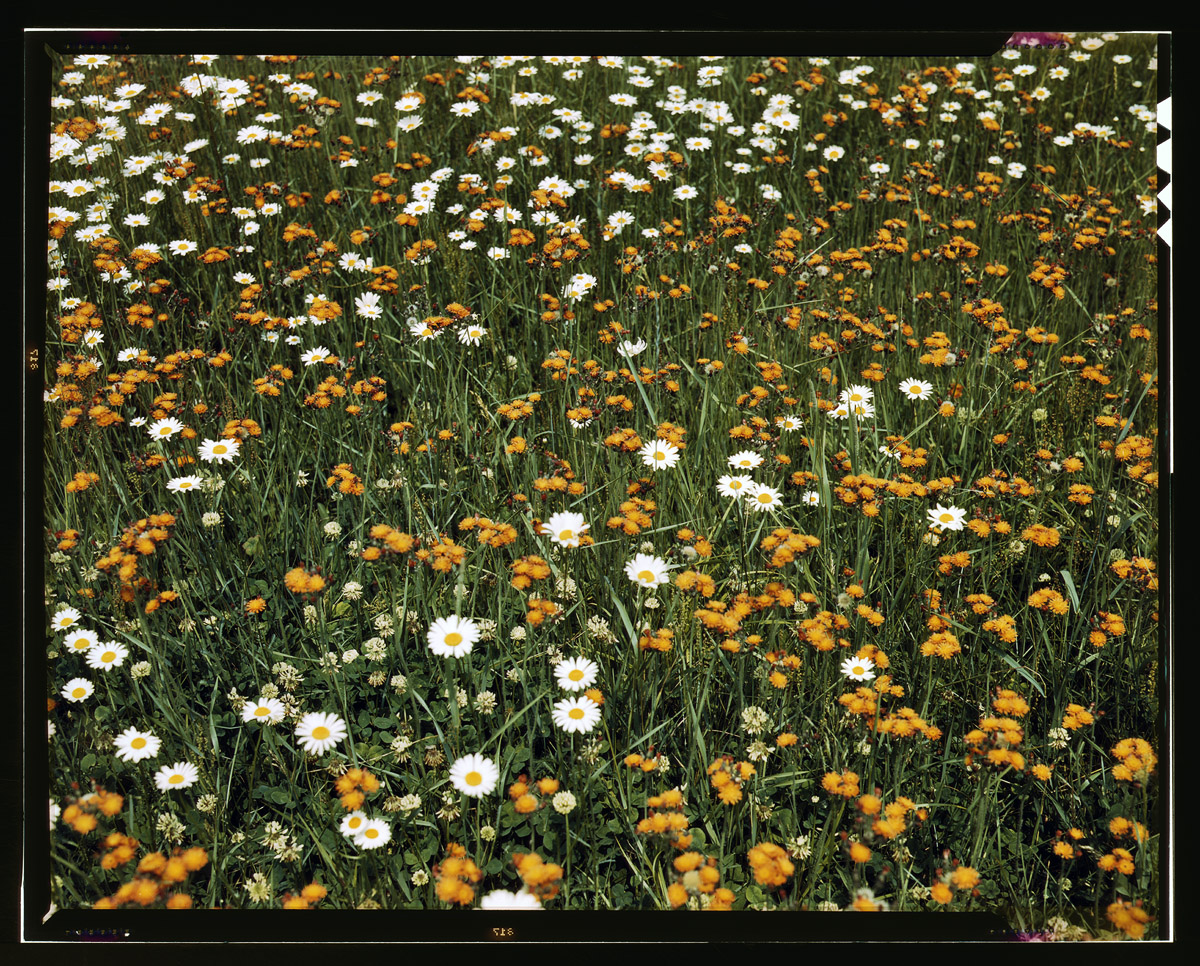 A springtime carpet of dandelions and daisies in Vermont, June 1943. View full size. 4x5 Kodachrome transparency by John Collier. I see clover and daisies, but nothing that looks very dandeliony to me. Are the orange flowers dandelions?