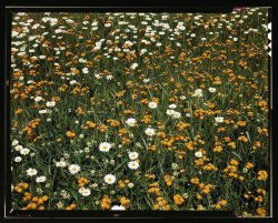 Dandelions and Daisies: 1943