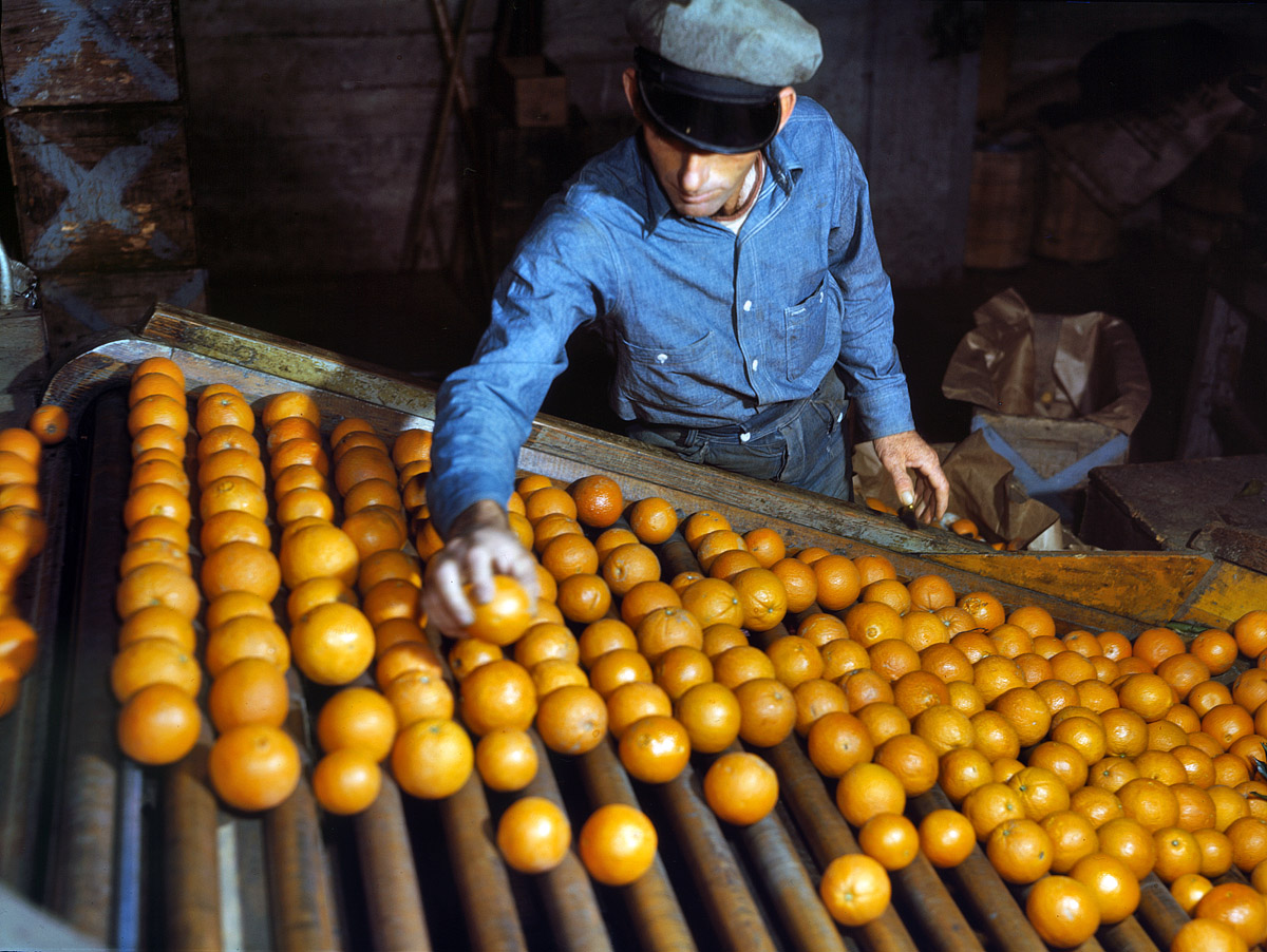 March 1943. Sorting oranges at the co-op citrus packing plant in Redlands, California. View full size. 4x5 Kodachrome transparency taken by Jack Delano during his Santa Fe rail journey from Chicago to California.