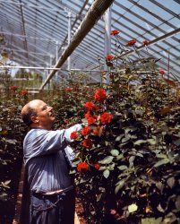 May 1942. Southington, Connecticut. "As a boy in Italy, Nick Grillo dreamed of America and its opportunity. He saved enough money for boat passage to this country. Today, after 22 years, he is one of the world's outstanding floriculturists, developer of the famous Thornless Rose, an age-old dream of his craft." Medium format Kodachrome transparency by Fenno Jacobs. View full size.
