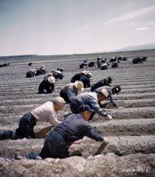 Japanese American internees transplanting celery at Tule Lake Relocation Center, California. 1942 or 1943. 4x5 Kodachrome transparency, photographer unknown. View full size.