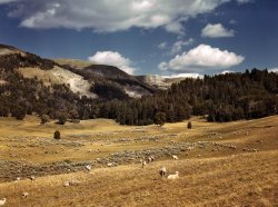 August 1942 in Madison County, Montana. Sheep grazing the Gravelly Range at the foot of Black Butte. View full size. Gorgeous 4x5 Kodachrome transparency by Russell Lee for the Farm Security Administration.