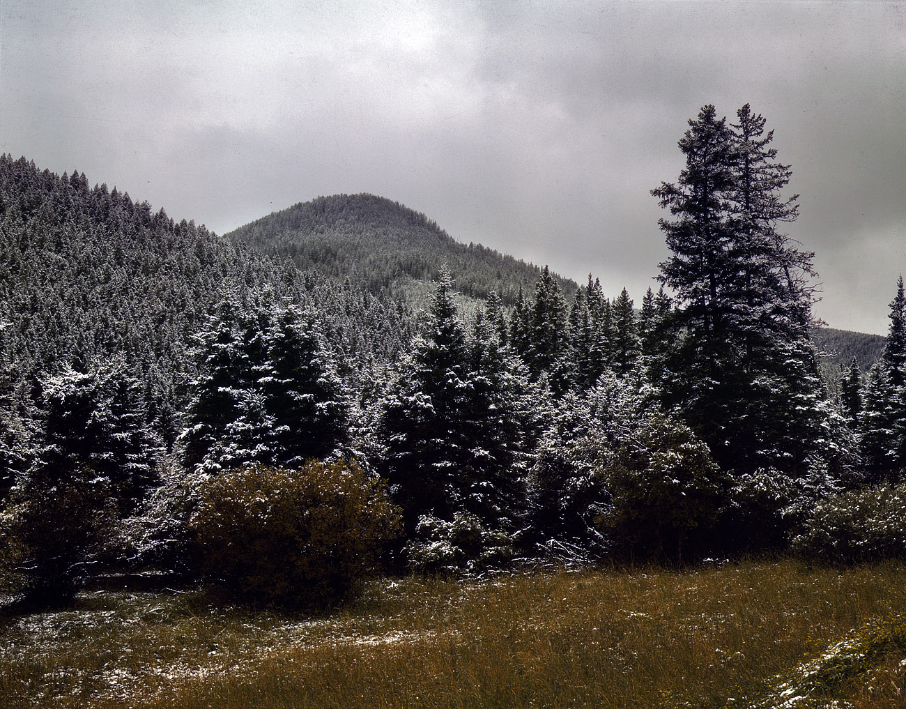 August 1942. "First snow of the season in the foothills of the Little Belt Mountains. Lewis and Clark National Forest, Meagher County, Montana." 4x5 Kodachrome transparency by Russell Lee for the Farm Security Administration. View full size.