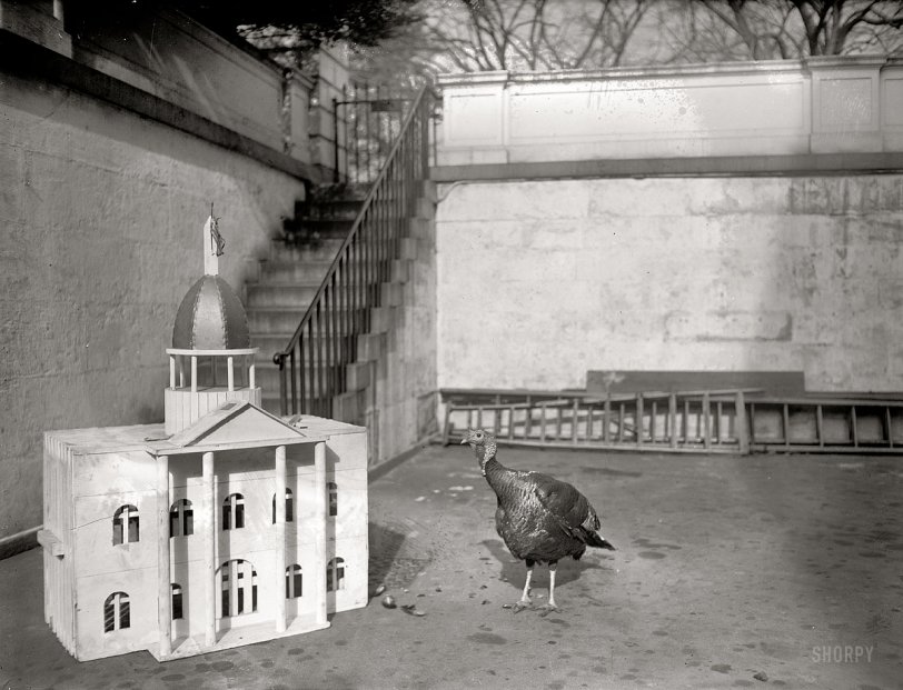 "White House turkey." November 20, 1920. News item, "30-Lb. Mystery Turkey Reaches White House": A 30-pound turkey, cooped in a miniature White House, arrived at the White House yesterday and was admitted, though he had no credentials whatsoever. "There was nothing attached to the turkey showing the donor, but we understand that one was coming from someplace in Texas," said an official at the White House. "The mystery," it was stated, "will probably be solved within a day or two." National Photo glass negative. View full size.
