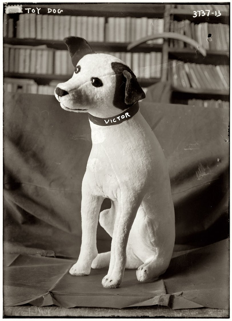 "Toy dog." (Resembling the Victor mascot Nipper.) February 7, 1916. The name Victor seems to have been inked on the pup's collar by the photographer after the negative was developed. View full size. George Grantham Bain Collection.