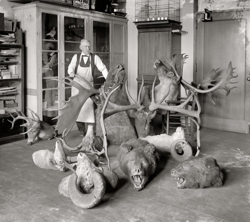 May 5, 1923. "George Marshall, dean of taxidermists at the National Museum, with some of the historic White House trophies which he is at present renovating." National Photo Company Collection glass negative. View full size.
