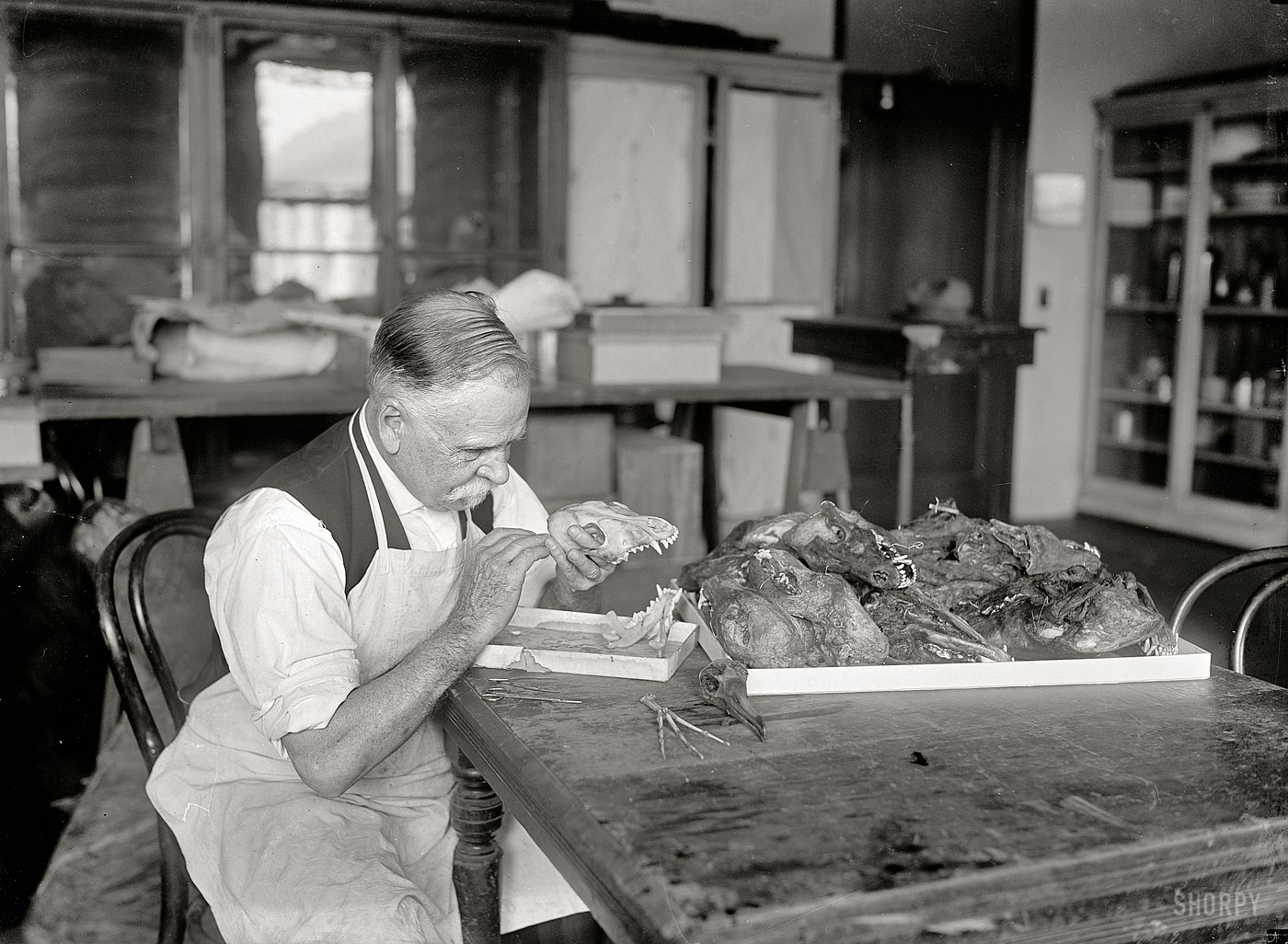 May 7, 1923. "Joseph W. Schollick." Whose name is also attached to this photo of a similar-looking but evidently different person, George Marshall, also seen here on Shorpy. My guess is that somehow the "osteologist" caption got attached to a photo of the taxidermist because these two look so much alike. National Photo Company Collection glass negative. View full size.