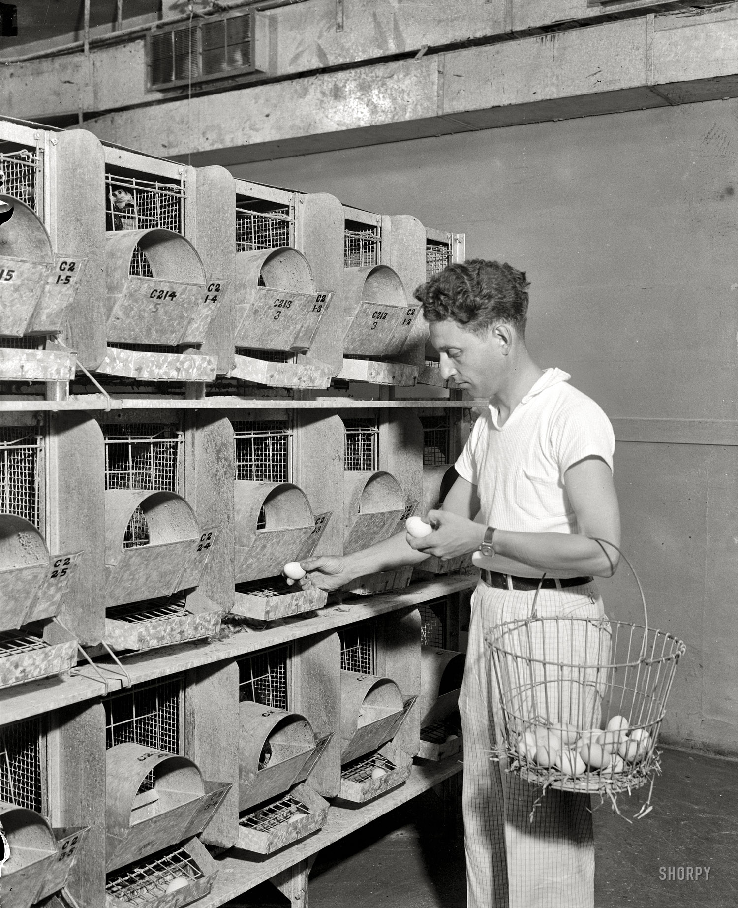 August 9, 1938. Washington, D.C. "Air conditioned hen house is latest. Biddy increases the production of eggs in an air-conditioned hen house, U.S. Department of Agriculture experts have discovered after extensive experiments. The first temperature controlled maternity ward for hens has just been put into operation at the governmental experimental farm here. The hens have voiced their approval by laying more frequently; also a more uniform egg. R.B. Nestler, poultry expert, is pictured as he removes the eggs from the automatic chute in the new room. Note the air conditioning apparatus on the ceiling." So this poultry man with the wonderful name of Nestler is, contrary to USDA Best Practices, putting all his eggs in one basket. Harris & Ewing glass negative. View full size.
