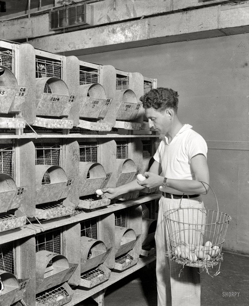 August 9, 1938. Washington, D.C. "Air conditioned hen house is latest. Biddy increases the production of eggs in an air-conditioned hen house, U.S. Department of Agriculture experts have discovered after extensive experiments. The first temperature controlled maternity ward for hens has just been put into operation at the governmental experimental farm here. The hens have voiced their approval by laying more frequently; also a more uniform egg. R.B. Nestler, poultry expert, is pictured as he removes the eggs from the automatic chute in the new room. Note the air conditioning apparatus on the ceiling." So this poultry man with the wonderful name of Nestler is, contrary to USDA Best Practices, putting all his eggs in one basket. Harris &amp; Ewing glass negative. View full size.
