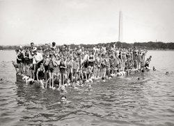 August 7, 1924. "Warren Kealoha, Hawaiian Olympic swimmer, at Tidal Basin." Warren, closest to the camera, won the gold in the men's 100-meter backstroke in 1920 and 1924. National Photo Company glass negative. View full size.
Kealoha Obit Washington Post, Sep 10, 1972


Olympic Champion Warren Kealoha Dies

HONOLULU, Sep 9 (AP)--Warren D. Kealoha, 69, winner of gold medals in the 100-meter backstroke swimming event at the 1920 and 1924 Olympic Games, died Friday.
Mr. Kealoha, then 16, introduced the alternating arms stroke in setting a world's record 1:14.8 in the backstroke event as the "baby" of the U.S. Olympic team in 1920 at Antwerp Belgium.

Yell Them To SafetyI guess that lifeguard with the blow horn would have to undo his bow tie if he ever had to actually dive into the water to save someone. I think he would rather just yell them to safety.
Help, HelpFunny seeing that hand sticking up out of water at the left.
Warren KealohaWarren Kealoha retired from competition and became a successful rancher. About those days:
"It wasn't easy for Hawaiians to get to the Olympics back in those days,"  Warren says, "or I might have had a chance at my third Olympics in 1928."  Warren Kealoha had more trouble getting to his races than winning them.  "We had to break a world record before they could afford to send us to the Mainland," he says, "then when we arrived by boat and out of shape, we had to beat all comers on the West coast, again in Chicago, and again in New York before we finally made the Olympic team." 
Some web pages indicate he swam against contemporary Johnny Weissmuller but the facts seems mixed.
Washington Monument FallingDoesn't it look like the Washington Monument is leaning?
[OMG. Not only that, but the entire horizon is tilting to the right! - Dave]
(The Gallery, D.C., Natl Photo, Sports, Swimming)