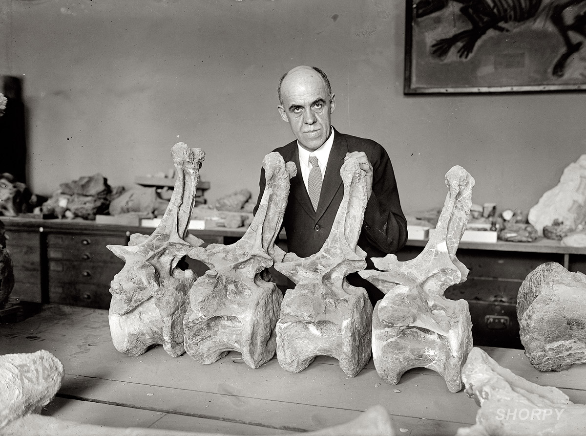 September 25, 1924. "Professor Charles Gilmore of the Smithsonian Institution with dinosaur Diplodocus." View full size. National Photo Company Collection.