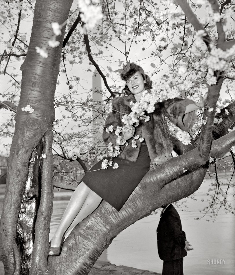 March 28, 1939. "Pretty Peggy Townsend, who will be crowned Cherry Blossom Queen at the festival to be held Friday, picked out a Cherry Tree to get her first glimpse of the beautiful blossoms in Potomac Park." View full size.
