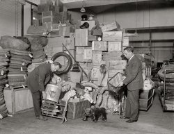 March 25, 1925. "Frank C. Staley and Frank H. Bushby of Dead Letter Office, P.O. Dept." National Photo Company Collection glass negative. View full size.
SSDDI am amazed at how much of the dead mail is tires.  Until 2003 I operated a rural garage and found that the Postal Service was the best choice when tires were being shipped to me.  By this era experience had taught me that it must have been UPS that had a dead tire office.
Tires by mailWow! I didnt know the mail-order tire business was that big back then. and what's with the dead pheasant nailed to the board??
The moral of the story:Don't send tires in the mail!  They won't get through.
Antiques RoadshowI couldn't help wondering what the wheeled bear and tin car toys would bring today if they were to appear on the Antiques Roadshow. I doubt they ever found their rightful owners.
All those tires!All those tires!  I didn't know you could buy tires online back then!
TiredMost of the tires look pretty used. I wonder what the story is.
ToylandLook at all the toys. There's Rosebud front and center.
When Santa didn&#039;t come...was probably Christmas 1924, since in my childhood everyone who lived in small towns used to get their Christmas gifts through Sears Roebuck, Montgomery Ward or other mail order catalogs. I would go so far as to say my mom ordered ALL our gifts from those two first mentioned.  How heartbreaking for those who waited for the delivery that ended up in March, still in the dead letter office.
Guess my address labels fell offI'm sorry, Mr. Postmaster, but all of these things are mine.  I don't know how the mailing labels fell off.  I've been waiting ever so long for all of it!  Thanks for storing everything for me.  Just go ahead and forward it all to me now.  Thanks.
Dear Acme Bird SupplyPlease send one pheasant nailed to a board. Am currently without. Thank you.
You know the Post OfficeWhat do you bet that every item pictured is still sitting in a Postal warehouse somewhere... I mean, they aren't going to say "Ok...throw out all the old stuff."
[All of this stuff was unloaded every few months at a public auction. - Dave]
eBayIt's still being auctioned off -- on eBay!
http://pages.ebay.com/promo/usps.html
MemoriesThat Champion sled brings back some great memories.  Ahhhh....
ROSEBUD!Rosebud the sled was saved from the incinerator, changed her name, and promptly got lost in the mail.  
Naughty BoysI wonder how many of those cloche hats and baby dolls were stuffed in the mailboxes by smarty-pants boys who were teasing little sisters and hapless ladies. 
The heck with the toys......Have you seen what beat-up old wooden crates go for at antique shows?
Love to have that little touring car toy though.
Uncle Samuel&#039;s AuctionThis year marked the first time that the Post Office conducted the annual auction itself rather then contract it out to a professional auction house.  Perhaps that was the motivation for the photo.


Postal Auction Enriches Treasury by $2,000 in Sales 
Accumulation in Mails Varies from Plugs of Tobacco to Layettes - Books Among the Wares - Bidders are Many - Continued Today.

"Ladies and gentlemen: What have we here?  A pair of suspenders!  Ah, a support - a sustaining influence of life.  These hapless suspenders started out of a Chicago mail order house six months ago.  Why did they never reach the ultimate consumer?  Who knows?  Perhaps, the buyer's trousers fell down before they got here.  Maybe, he died.  But Uncle Samuel must not let sentiment carry him away with the tribulations of these suspenders.  They come now to the auction block.  They are to go for a mere pittance.  What am I offered for them?  Fifteen cents?  Why, lady, that's a miserly sum.  Do I hear 20 cents?"
Uncle Sam, whose multiple businesses have carried him into all sorts of fields since he donned his well known attire, yesterday figuratively rolled up his sleeves and set about to rid himself of the accumulated stuff of his parcel post.  For years he has been sitting around and listening to professional auctioneers, but now has learned how to do it himself.
As witness, yesterday's sale, conducted at the Old Post Office building on Pennsylvania avenue at Eleventh and Twelfth streets, enriched his pockets some $2,000 and his wares are only half gone.
The variety of a rural general store went yesterday - 80 pounds of plug tobacco for $22; automobile tires, household furnishings, a baby's layette, if you know what that is; a half dozen shirts for men of discrimination and milady's wearing apparel.
Today, beginning at 9:30 o'clock, there is to go for more mere pittances, more automobile tires, more household furnishings and jewelry - everything from rich opals to shimmering diamonds - little pleasantries that might influence your sweetheart if she is indecisive regarding a decidedly decisive step.
The trials of the book houses that sell you through the magazine advertisement and let you become cold before the books reach you are reflected in the literary array.  There is a book on the "Life of Woodrow Wilson," by Josephus Daniels, lying alongside "The Government as a Strikebreaker," by Joy Lovestone.  There are books of every description, in fact.
The building was crowded for yesterday's sale, but just like the professional auctioneers, Uncle Sam is saving the best things for today.
F.C. Staley, superintendent of the division of dead letters and dead parcel post, is supervising the sale.  He just returned from supervising thirteen other sales in various parts of the country.  Captain of the Watch, A.S. Riddle, Charles Kracke, a clerk in the dead letter office, and F.H. Bushby, another postal employee, are crying the merits of the wares.

Washington Post, Apr 3, 1925 


The Tribulations of SuspendersStanton_Square, I always appreciate the supplementary material you add to pictures.  Thanks!  This one is particularly great--whoever wrote it had a light touch.  The tribulations of suspenders, indeed!
Fond memoriesUp until the late 1960s or so, we used to get parcels sent by my stepfather's family in India like the two behind the gent on the left.
A box would have been wrapped in a couple of layers of cotton duck and sewn securely, then tied with string. It was generously covered in wax seals but I am not sure if those were for customs purposes. I don't think they actually sealed anything as they would have in a letter. There would have been a great many postage stamps and cancellation stamps, as well as customs stamps and transit stamps.
I remember clearly one parcel we received which was crammed full of Indian sweets and delicacies. It was the first time I had ever tasted some of these things and several I have been looking for over the years, to no avail. One of the things that remained up in the cupboard over the fridge in our house for perhaps 30 years and was likely thrown out only when my mother sold the place was a tin of Bombay Duck, which is not duck at all but a dried and salted fish (Lizard fish).
Periodically, we would open the tin up and marvel at the horrible smell and close it up and put it back in the cupboard. I seem to recall being given a piece to taste back when we got the parcel and I suppose it tasted like any other dried, salted fish -- basically, disgusting.
We stopped receiving the parcels after we visited India in 1968 and my dad and his mother had a falling out.
(The Gallery, D.C., Natl Photo)