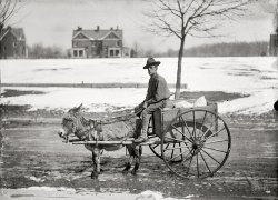 Washington, D.C., or vicinity ca. 1912. "U.S. Army burro and cart." (The caption on the negative sleeve actually says "U.S. Army goat and cart" but I will go out on a limb and say that the fellow on the left is no goat.) View full size.