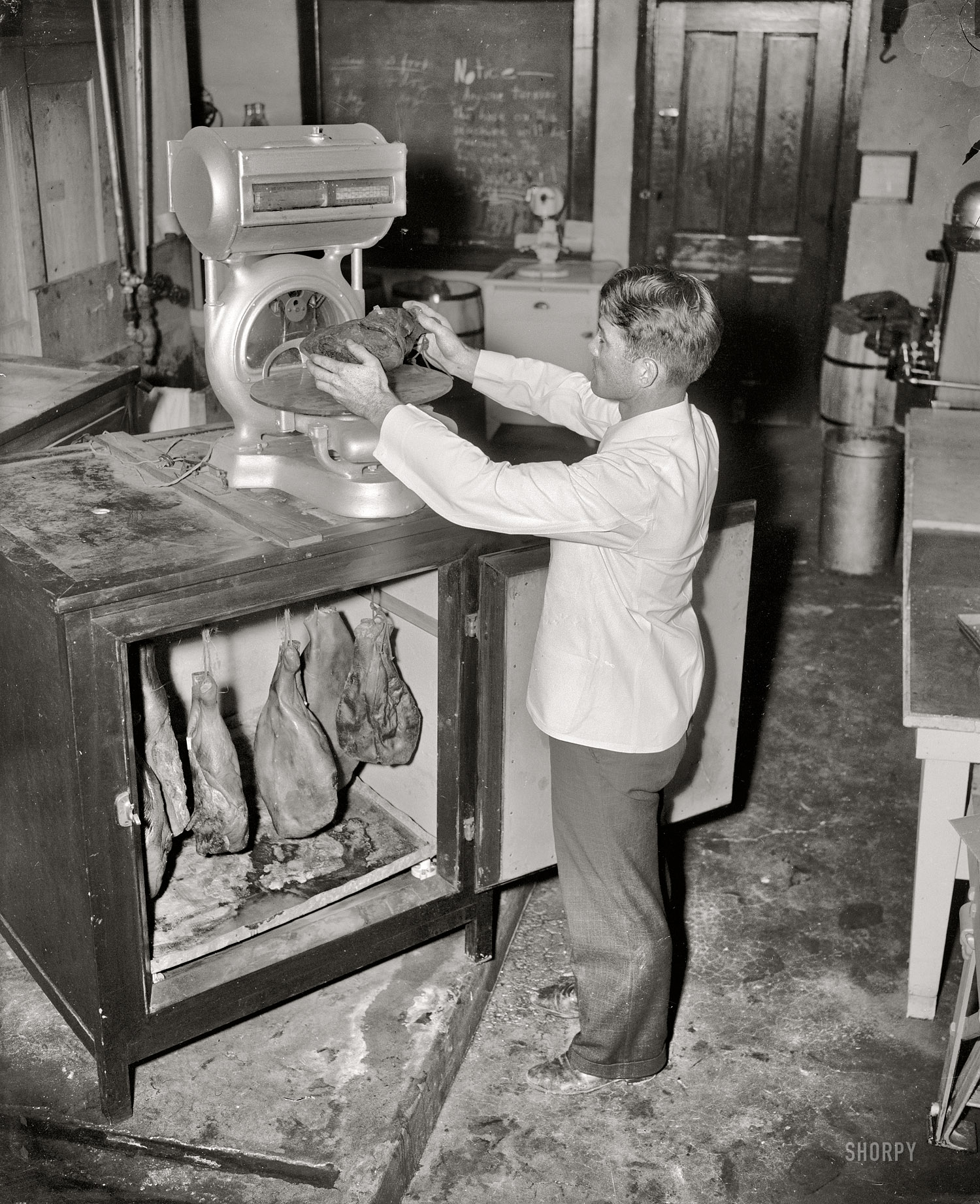 1937. College Park, Maryland. "Hams. From time to time the hams are taken from the incubator by Mr. Carroll and weighed to check the shrinkage caused during the aging process." Harris & Ewing Collection glass negative. View full size.