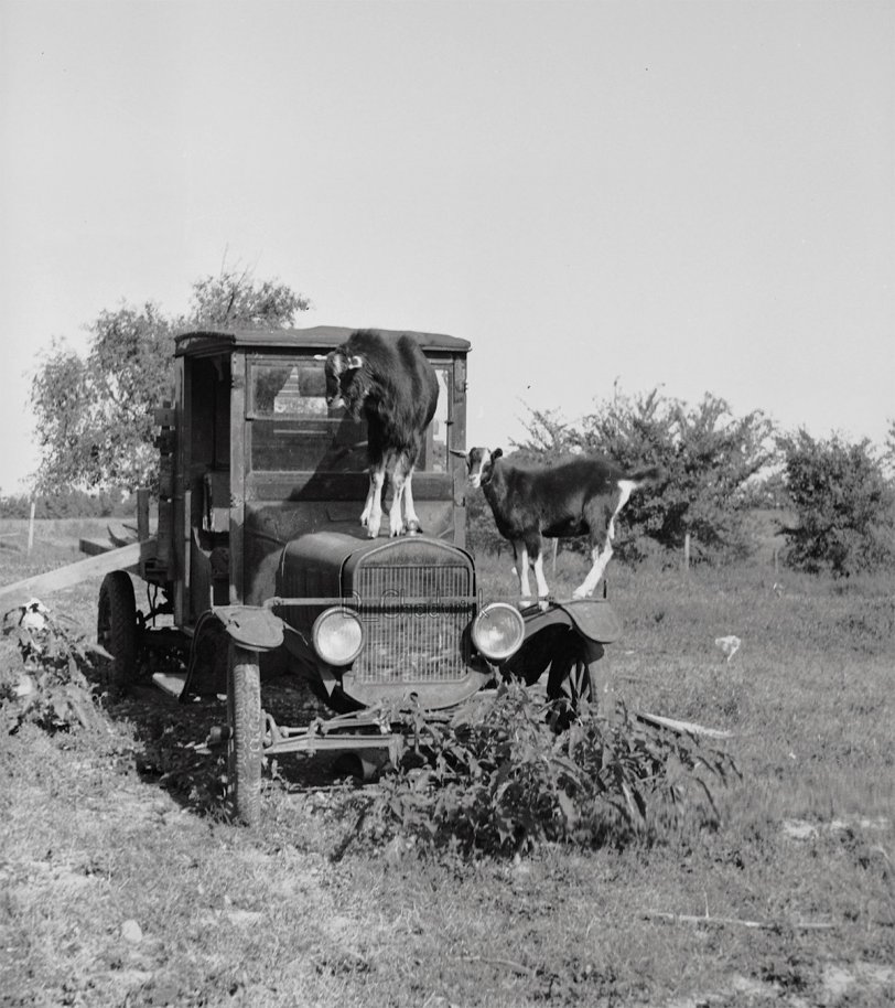 This is another original negative of the same truck, this time with two goats on it. View full size.

