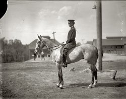 1911. "Lt. Alexander W. Chilton, 15th Cavalry." In or around Washington. National Photo Company glass negative. Library of Congress. View full size.
Chilton, West Point Grad Washington Post, Jun 2, 1911
 Army Orders 

Second Lieut. ALEXANDER W. CHILTON, Twentieth Infantry, will proceed to Fort Snelling, Minn., and report to the commanding officer of that post for duty.


Portrait of Alexander W. Chilton, long-lived graduate of West Point.
Alex &gt; JohnWow, in that portrait link, he resembles John Cusack.

Lt ChiltonNot exactly a GI haircut.
Alex Chilton (Heh, heh!)"It is written in the stars
     He'll get his captain's bars,
 But he hasn't got enough box tops yet."
      -- Tom Lehrer
Steve Miller
Someplace near the crossroads of America
Alexander Chilton and family(It's slow at the reference desk this afternoon.)
The 1930 U.S. Census has Alexander Chilton, 43, an Army officer, living in Las Cruces, NM.  Born in Minnesota about 1897, father from Canada, mother from New York.  Wife's name Armitea, 38, son Alexander, 11. Also in the household is Jose Figueroa, 27, servant.
There's a U.S. Veterans Gravesites record for Alexander Wheeler Chilton, a colonel in the U.S. Army in WWI and WWII, (28 Jun 1886 - 17 Sep 1985), service start 1 Aug 1903, buried in the Santa Fe National Cemetery Section 3 Site 850 in New Mexico on 24 September 1985.
There's also one for an Omira Baily Chilton (26 Feb 1892 - 19 Jun 1979), wife of Alexander W. Chilton, buried in the Santa Fe National Cemetery Section 3 Site 850 on 27 Jun 1979.   
Chilton the AuthorIn 1917, as an assistant professor of history at West Point, Alexander W. Chilton co-authored "The History of Europe from 1862 to 1914," available on Google Books. The title's a little off; the book's final page mentions the U.S. declaration of war in April 1917 and the fourth anniversary of the start of the war. Two years later the same pair issued "A Brief History of Europe from 1789-1815," which is also available on Google Books. In 1923, the same pair wrote "English Analysis And Exposition."
But lest you think he wrote only dry textbooks, he is also credited as the co-author of the story upon which the 1927 silent movie "Dress Parade," a romance set at West Point, was based.  However, when the movie was released, a West Point student, Lieut. John Hopper, sued DeMille Pictures Corp. and Pathe Exchange for a million dollars, alleging that he had written the story first (the year before) and that it had been plagiarized. "West Pointer asks $1,000,000, Alleges Story Plagiarized," Syracuse Herald, May 4, 1928, at 23. I can't find an story on the outcome of the suit, but when the film was re-released in 1944, Chilton, not Hopper, was credited as the author. The Internet Movie Database does the same. 
Chilton's son, Alexander Jr., sat for the West Point entrance exams in 1936, but he appears to have ended up as a Marine; he's listed as a major in Headquarters Company of the 3rd Battalion of the 7th Marines in the Battle of Okinawa, and as a Lt. Colonel and the commanding officer for the 2nd battalion of the 9th Marines from 1957 to 1958.
Chilton the SonBased on your info on Alexander Jr (and other great info) checked the USNA alumni database for the son since there was a chance that since he was a Marine officer he made into the Naval Academy (OK - no jokes about USNA taking him after not making it into USMA). No dice. He must have entered service and became an officer another way.
In addition, about dad, the Summer 1944 U.S. Government Manual published by the Office of War Information's Division of Public Inquiries lists "Director, Army Specialized Training Division: Col. Alexander W. Chilton."
Also a clipping titled "Sons of Bremerton Men Today Follow in Father's War steps"

In the dictionary......illustrating "ramrod-straight posture."
EquitationNeat that while he is indeed ramrod straight, he's riding with both a longer stirrup and much more forward leg position than you would normally see today. He also doesn't seem to be using any sort of saddle pad, which is interesting. 
I wonder if that was just because he was relaxed, was a mediocre rider, or if position has evolved. (Although you'd think not so much in the last 100 years, given all the emphasis on riding before!) My guess is that' he's just relaxing, given the loose reins and collapsed wrists. 
Yeah, I'm a geek. 
EquitationWhile I agree the stirrup is a little long, perhaps the lighter saddle is for jumping. Your body is out of the saddle anyways, and less weight is less weight and less material needed. It looks like ones I have used. Good heels though.
Oldest living West PointerAlexander Wheeler Chilton, born June 28, 1886, graduated West Point in the Class of 1907, ranked 39 out of 111. After retiring in 1936 as a lieutenant colonel he entered active duty in 1940 and retired for the second time as a colonel due to disability in 1946. On August 4, 1984, he became the oldest living West point graduate. He died September 17, 1985, at the age of 99. 
I actually met him.My great uncle was a professor at New Mexico State University; by the time I went there from 1977-1980, he was gone.  His daughter, my cousin, lived in his house and had soirees every weekend; I was always invited.  Among the guests were eminences from the upper crust of Las Cruces (such as it was).  I had dinner at various times with the University president, several local politicians, Clyde Tombaugh (the discoverer of Pluto), and Colonel Chilton.  I do not remember a thing about him.
(The Gallery, Horses, Natl Photo)