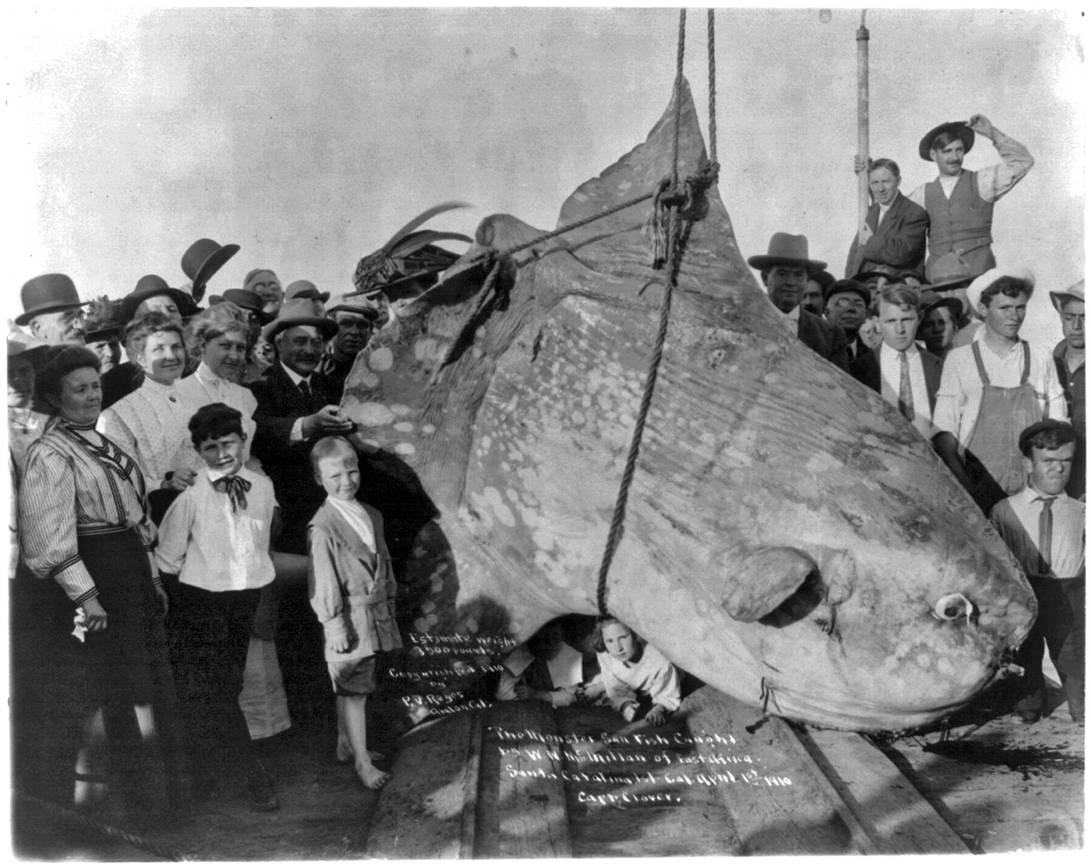 The monster sun fish caught by W.N. McMillan of E. Africa, at Santa Catalina Island, California on April 1, 1910. The weight was estimated at 3,500 lbs. View full size.