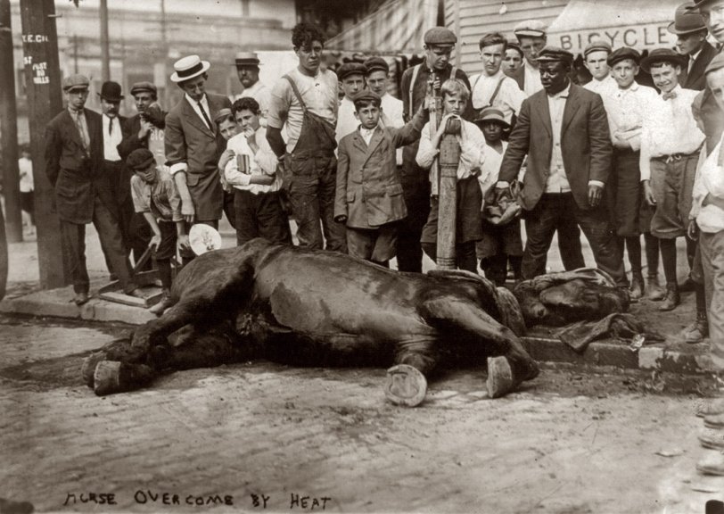 "New York City: Horse overcome by heat." Circa 1910. View full size. George Grantham Bain Collection. Hopefully the equine ambulance was on its way.
