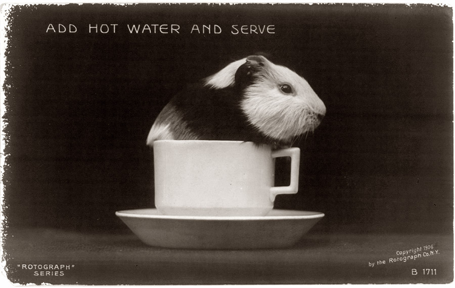 Guinea pig in a teacup. Rotograph Co. of New York, 1906. View full size.
