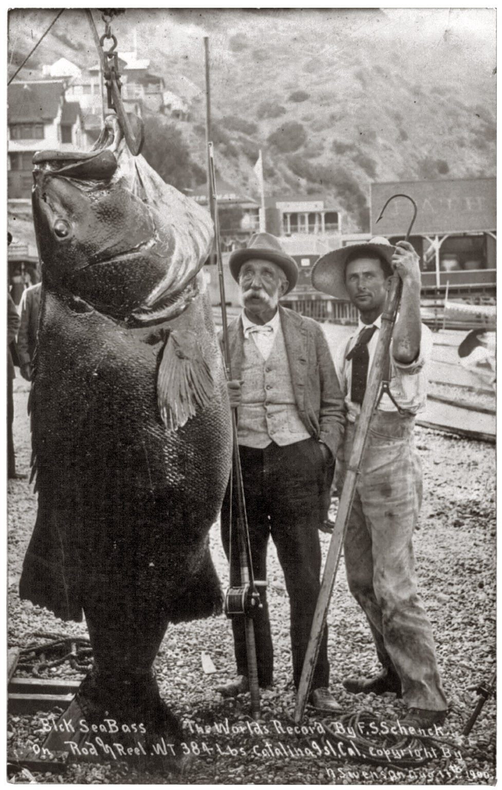A world's record 384-pound black sea bass caught by Franklin Schenck of Brooklyn with rod and reel off Catalina Island, California, on August 17, 1900. View full size