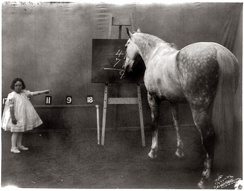 "See what Prince will do for me." Prince Albert, Ida Cuthbertson's "famous educated horse." Brown Studio, Riverside, circa 1909. View full size.
