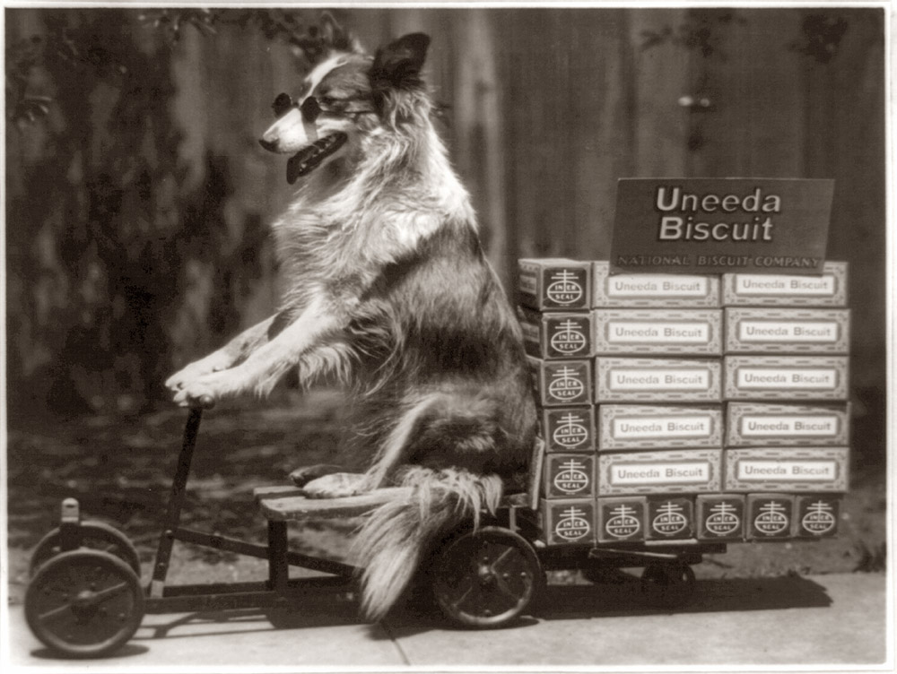 "Collie's Special Delivery," 1916. Dog posed on toy wagon loaded with Uneeda Biscuit cartons. View full size. Photo by Dr. E.W. Smith, Terre Haute, Indiana.