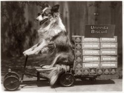 Biscuit Dog: 1916