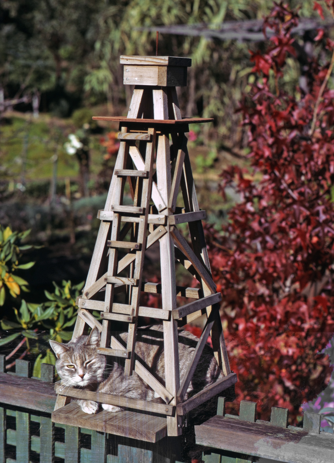 Did you know that cats like to be inside things? Oh, OK. But nobody at our place expected this. Seen here, the top of the windmill has been stored away for either safe-keeping or the approaching winter; a wind-driven wheel animated a farmer chopping wood. I forget how, why or possibly from whom we got it, but almost immediately upon installation Kitty crawled into it and forever after it led her top ten list of favorite places in our Larkspur, California yard. I shot this in fall 1973 on glorious Kodachrome. Sharp-eyed folk will note it's partly double-exposed. View full size.