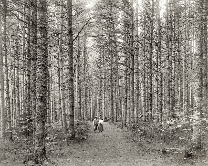 New Hampshire circa 1900. "Cathedral Woods, North Conway, White Mountains." Detroit Publishing Company glass negative. View full size.
