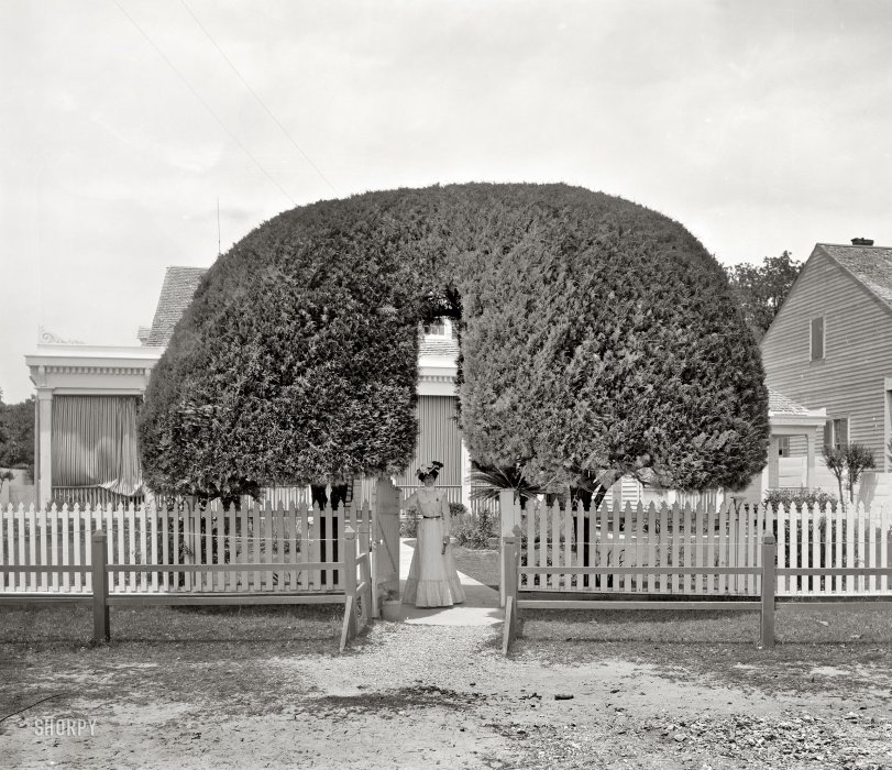 Mississippi circa 1901. "Gate to the Hamilton residence, Bay St. Louis." Mrs. Hamilton, perhaps, showing off her neatly sculpted entryway. View full size.
