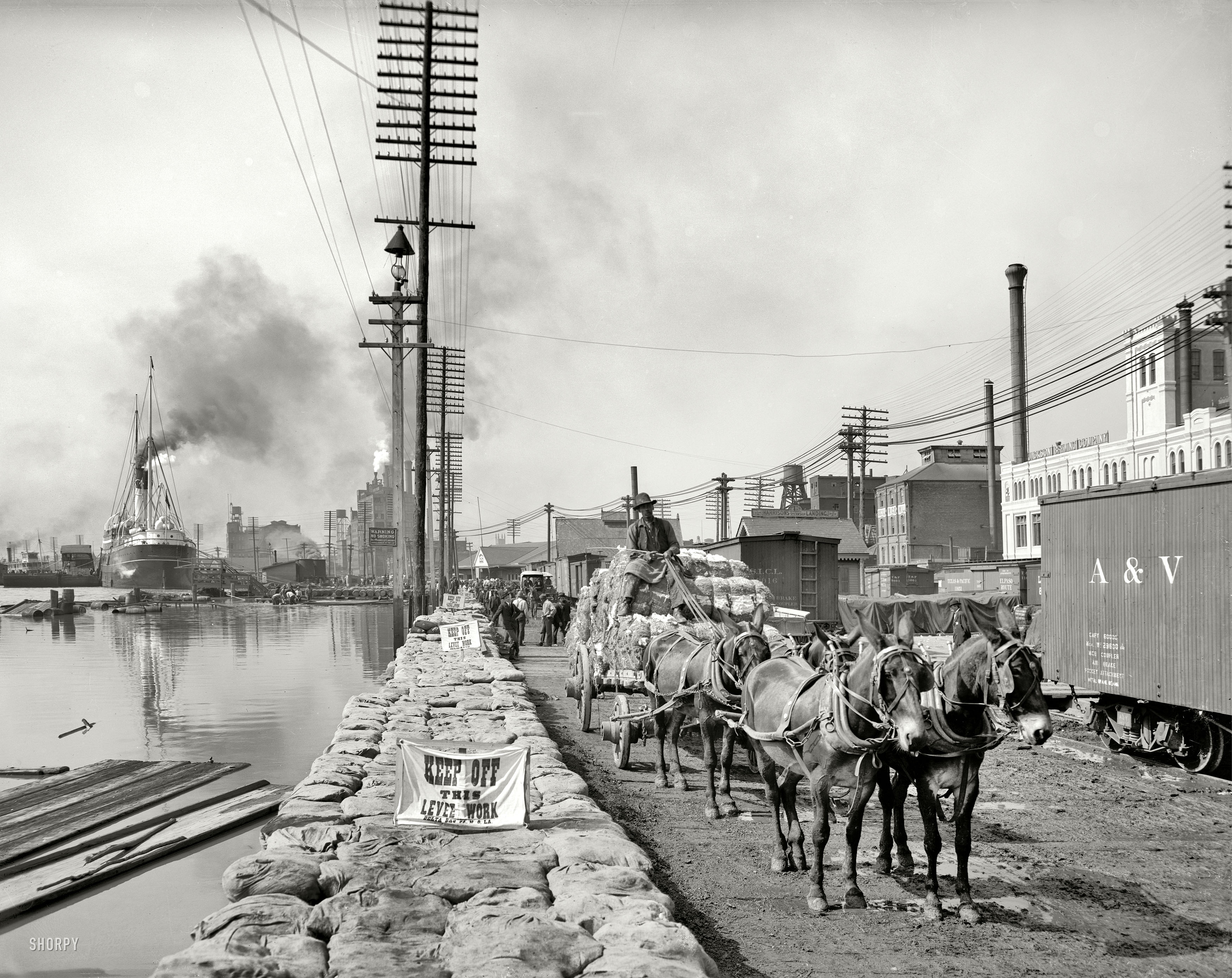 New Orleans, Louisiana, circa 1903. "Mule teams on the levee." 8x10 inch dry plate glass negative, Detroit Publishing Company. View full size.