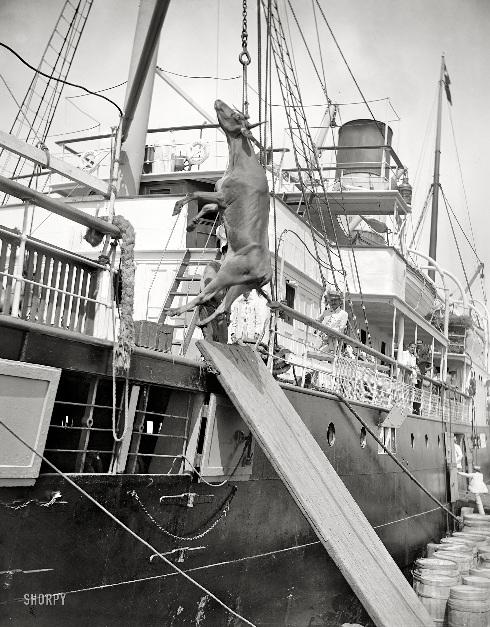 "Unloading cattle from ocean steamer Julia." Traveling steerage circa 1906. 8x10 inch dry plate glass negative, Detroit Publishing Company. View full size.