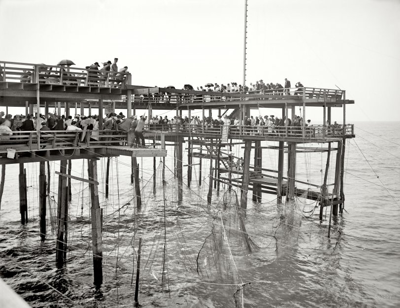 Atlantic City, New Jersey, circa 1904. "Young's Pier. Hauling the nets." 8x10 inch dry plate glass negative, Detroit Publishing Company. View full size.
