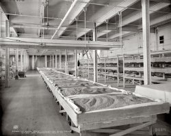 Bedded Wheat: 1906