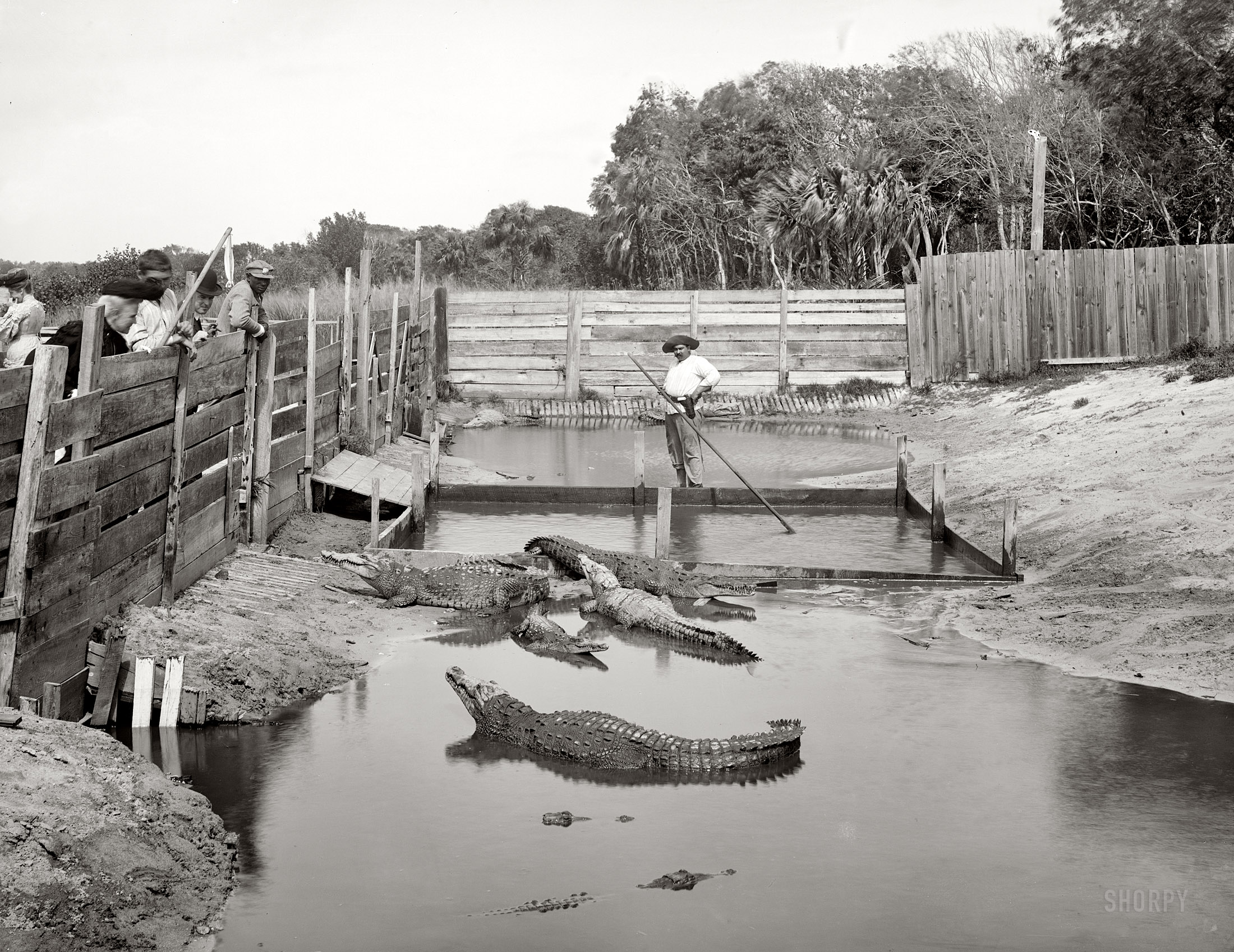 Palm Beach, Florida, circa 1904. "Alligator Joe and his pets." 8x10 inch dry plate glass negative, Detroit Publishing Company. View full size.