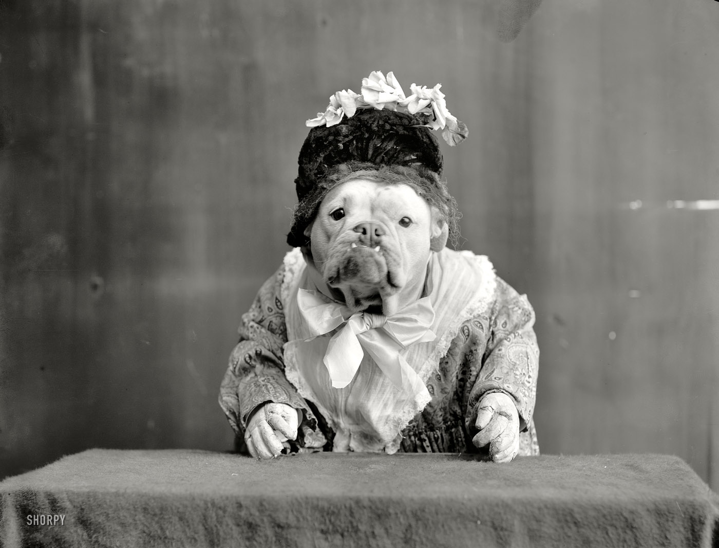 Circa 1905. "The Missis." A real you-know-what, with fake hands. 8x10 inch dry plate glass negative, Detroit Publishing Company. View full size.