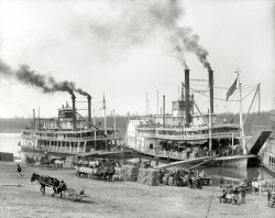 "Mississippi River Landing." Circa 1906, an exceptionally detailed view of the sternwheeler "Belle of Calhoun" and sidewheeler "Belle of the Bends" taking on cargo. Detroit Publishing Company 8x10 glass negative. View full size.
I really like this photo!I can feel the motion, almost hear the  sounds, smell the aromas....quite amazing. Gives me a strong hint of the era just over 100 years ago.
WoodworkThe amount of woodwork that must have gone into making one of these vessels is amazing. The detail work on the railings comes to mind. Wonder what it would cost today to build one to spec?
Lifting BalesI see people lifting that bale, but I don't see anyone toting that barge.
Not that I'd know barge-toting when I saw it, though...
Belle of CalhounAt 451 gross tons, with 27 staterooms and 60 berths, the Belle could carry 119 passengers including 30 in deck and steerage. She also was certified to carry freight.
Old Glory......is looking awfully tired and threadbare on Belle of the Bends.
VicksburgThis could be anywhere along the length of the Mississippi River, but something reminds me of Vicksburg.  All that's missing from the scene is the I-20/US80 Bridge, the Old Vicksburg Bridge, and the Casino Boats. On second thought I don't miss those at all, this is a better image.
Vicksburg &amp; GreenvilleVicksburg &amp; Greenville Packet Co., it says on Belle of the Bends wheel cover. I wonder if that tattered flag held some historical significance, it seems stark in contrast with the shiny bell. There's so much interesting detail in the open fronted wheelhouses alone with their strange shutters and whistles.
The Gingerbread BoatThe railings and detail work you see was generally factory made and could be ordered through mail-order catalogs. What made it go out of style was not the hand work needed to make it, it was the hand work needed to keep it painted. That's why you saw a lot of Victorian houses painted one color in later years when originally the trim was painted in a contrasting color (or colors) to the main body of the house.
Travel on the riverAt one time I thought it would be nice to take a well equipped pontoon boat down the Mississippi from Minneapolis to New Orleans stopping at small towns, having lunch, talking to people, fishing etc. What stopped me is that it would not be safe. There are to many bad people in America.
[Smart move. So many kayakers these days getting waylaid by highwaymen and barge pirates. - Dave]
Falstaff BeerNote Falstaff wagon at far right.  According to falstaffbrewing.com, it's been made under that brand label since 1899.  Fascinating shot, Dave, I feel like I'm right there.
*Sigh*Shopped
[*Sigh.* Dumb. - Dave]
Shopped?The only thing worse than reading someone complain that a particular picture at this site has been Photoshopped is someone complaining that a picture has been Photoshopped without providing an explanation of why they think this is the case. Not that the explanations are true but it's amusing to read their theories. Sort of like the explanations of why the Moon Landing photos are fakes.
[We use Photoshop on all of these. These photos don't appear on your screen via magic or telepathy -- you have to have some kind of image editor to get them sized, cropped, adjusted for contrast and changed from tiffs into jpegs. Plus the negatives have to be inverted to get positives. The "Shopped" commenters seem to have vague notions that something fishy is afoot. - Dave]
Nimitz Was There ... Where&#039;s Halsey?In 1900 an A F Nimitz was Captain.
Any genealogists out there who might be able to connect any family lines to Admiral Nimitz of WWII fame?
Belle Of The Woods
Type:         Sidewheel wooden hull packet   Size: 210' X 32.6' X 7.4'
Power:        18's-8 ft., 3 boilers, each 44" X 28'
Launched:     1898, Jeffersonvile, Ind. by the Howard Yard
Destroyed;    1919, Oct.  dismantled by John F. Klein
Area:         Ohio R. Greenville-Vicksburg
              1910-11, winter, New Orleans, excursions
              1918-19, Cairo, Ill., excursions
Owners:       1898- Vicksburg And Greenville Packet Company
              1910-or so, purchased by Capt Morrissy
Captains:     1900, Master, A. F. Nimtz
              1901, Pilots, Billy Newbill and Joe Delahunt
              1910, Morrissy
              At one time, Joe Ballard, Vicksburg to Greenville, Miss.
Comments:     1909, Sept., 40 mi. below Viskburg, sank and was raised.
              1910, Fitler's Landing, 20 mi. below Lake Providence, sank.  Raised.
              1910, or between 1918-19, renamed LIBERTY
              1940, her bell was at Altheimer Plantation near Pine Bluff Ark.
              1910, Fitler's Landing, 20 mi. below Lake Providence, sank.  Raised.
              1910, or between 1918-19, renamed LIBERTY
              1940, her bell was at Altheimer Plantation near Pine Bluff Ark.
Nimtz, not NimitzIt's listed as Nimtz down in the text. Not Nimitz.
&quot;Mark&quot; my words...Twenty years from now you will be more disappointed by the things that you didn't do than by the ones you did do. So throw off the bowlines. Sail away from the safe harbor. Catch the trade winds in your sails. Explore. Dream. Discover.
- Mark Twain
8x10 glass neg!Wow, the resolution on a century old glass neg is as good as anything today it appears. Amazing technical expertise.
True DaysThis is before my time by 45 years, but my father was old when he had me and saw all of this on the Mississippi. Mark Twain's stories tell much about it. I've been on the Ol' Miss a few times, but now live near the Mekong in SE Asia. I would have liked to have seen it here at that time too.
(The Gallery, Boats & Bridges, DPC)
