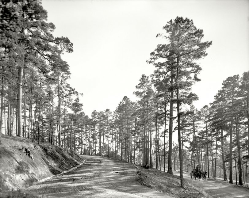 In the Pines: 1905