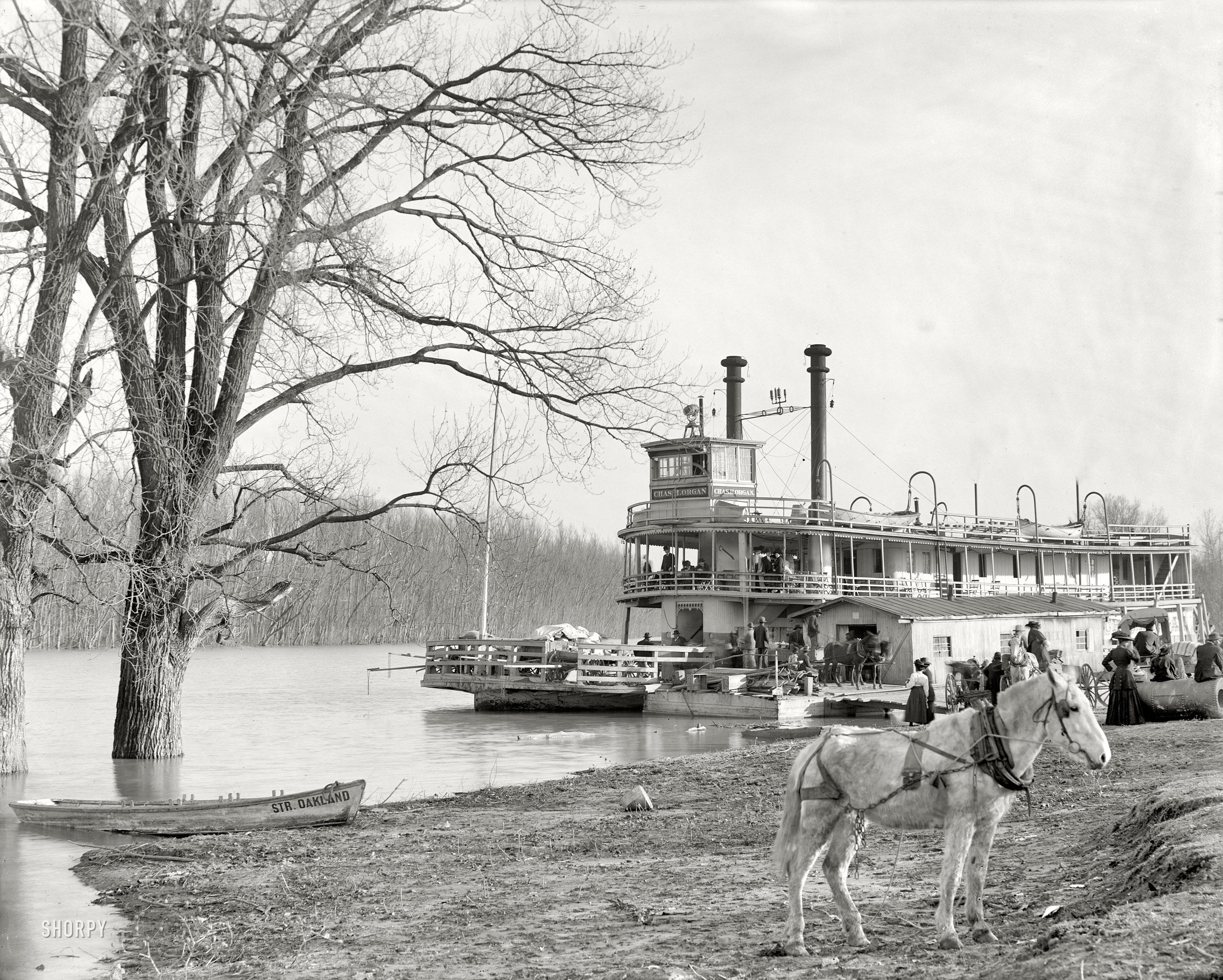 Memphis, Tennessee, circa 1910. "River packet Charles H. Organ landing at Mound City." 8x10 glass negative, Detroit Publishing Co. View full size.