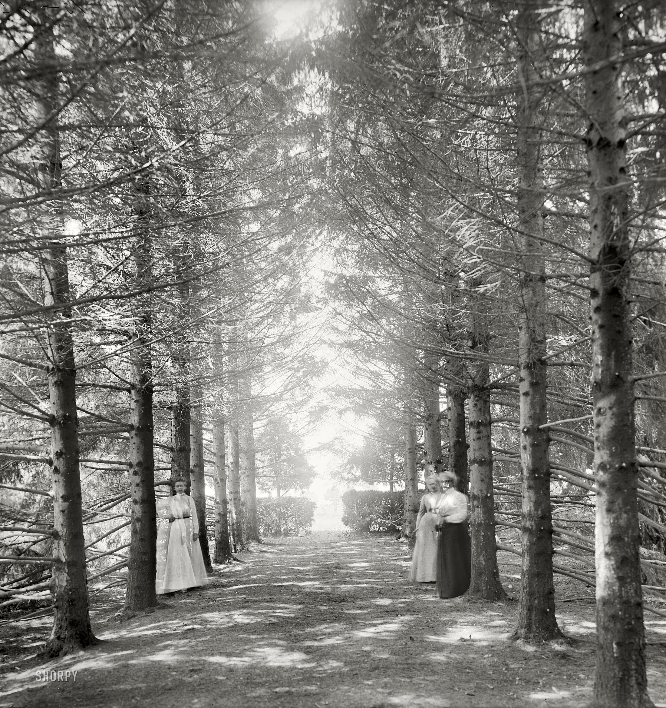 Originally posted 10/30/2010 - 10:06pm. Our first visit to The Firs.

New Baltimore, Michigan, circa 1901. "The Firs. Under the firs." 8x10 inch dry plate glass negative, Detroit Publishing Company. View full size.