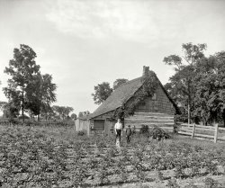 Circa 1900. Our next stop in Grosse Ile, Michigan: "Cabin at Rio Vista." 8x10 inch dry plate glass negative, Detroit Publishing Company. View full size.