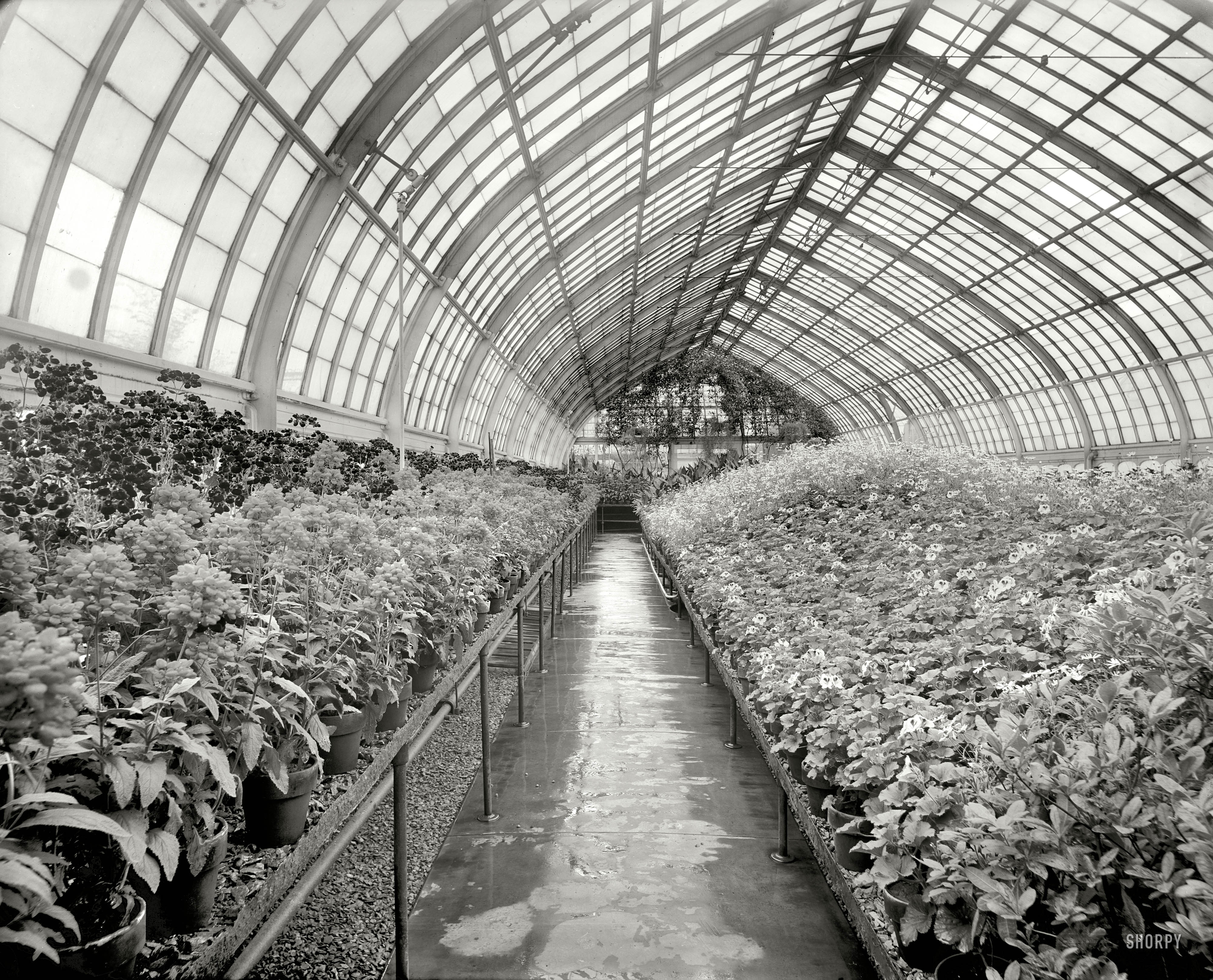 Pittsburgh circa 1910. "Phipps Conservatory, Schenley Park." Awaiting the touch of the colorist's brush. Detroit Publishing glass negative. View full size.