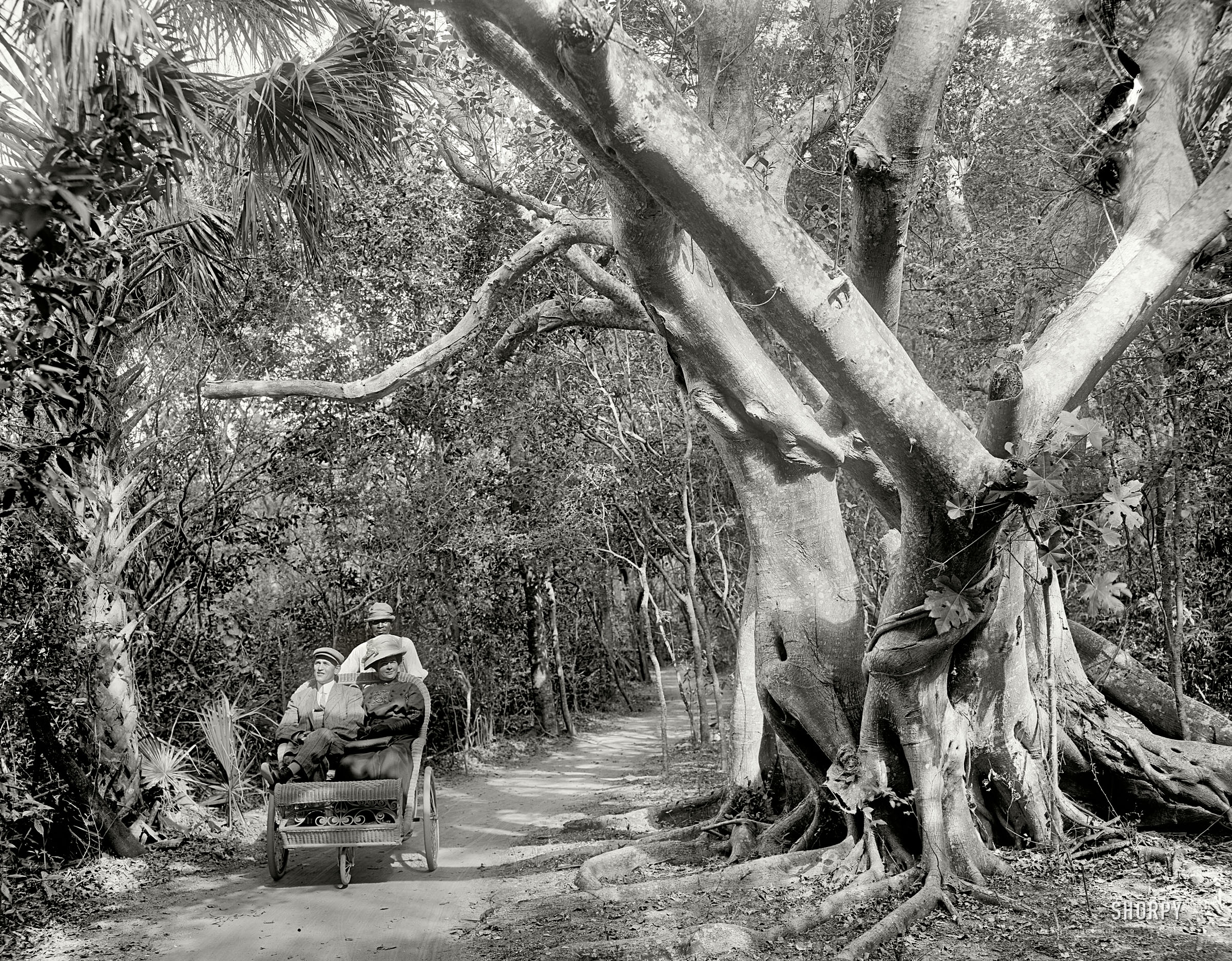 Continuing our Sunshine State sojourn circa 1910. "The jungle trail, Palm Beach, Florida." 8x10 inch glass negative, Detroit Publishing Company. View full size.